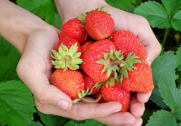 Mains tenant un bouquet de fraises.