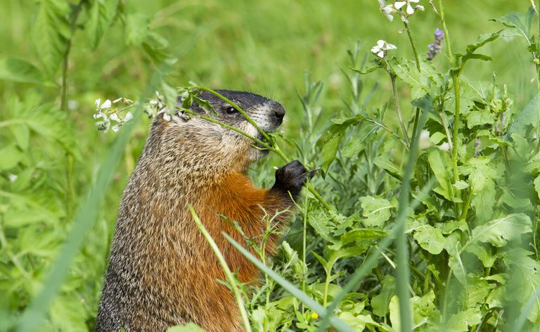 Woodchuck spiser ugress