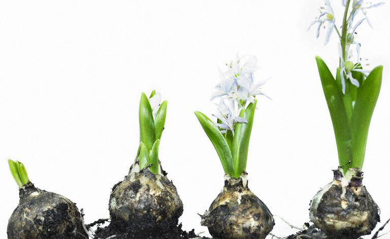 Bulbi che crescono fiori in diversi stadi di sviluppo