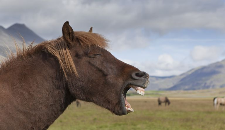 getty_hoarse_horse-106908015.jpg