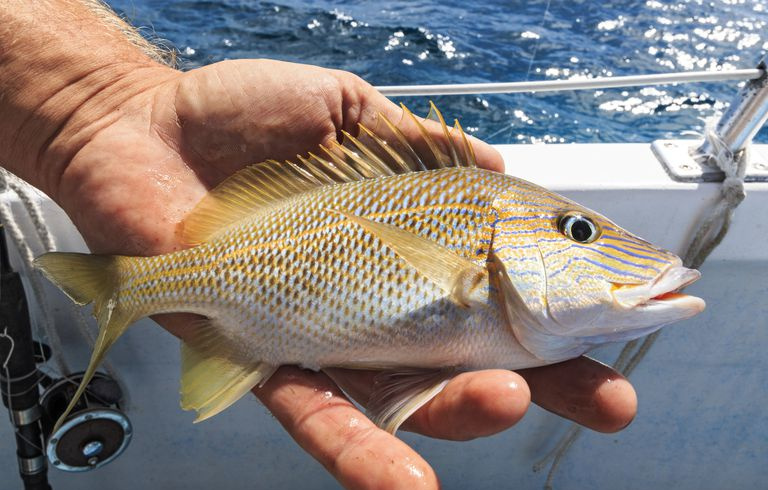 En nyfanget fisk vises av fiskeren