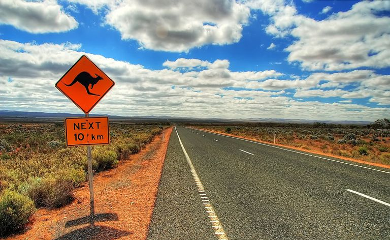 カンガルー交差点