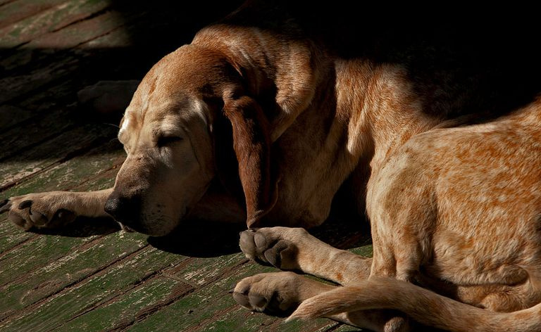 Un cane che dorme su un portico caldo