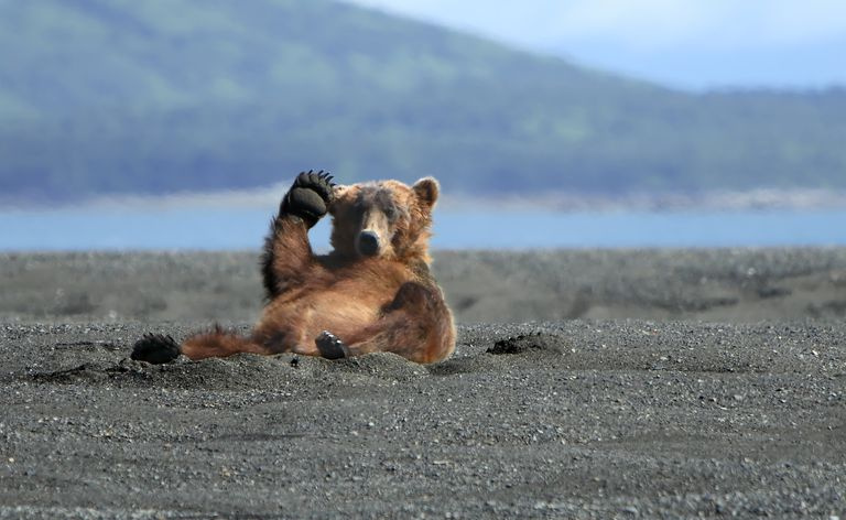 urso acenando