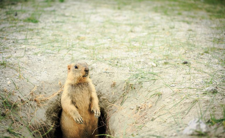 Marmota de América