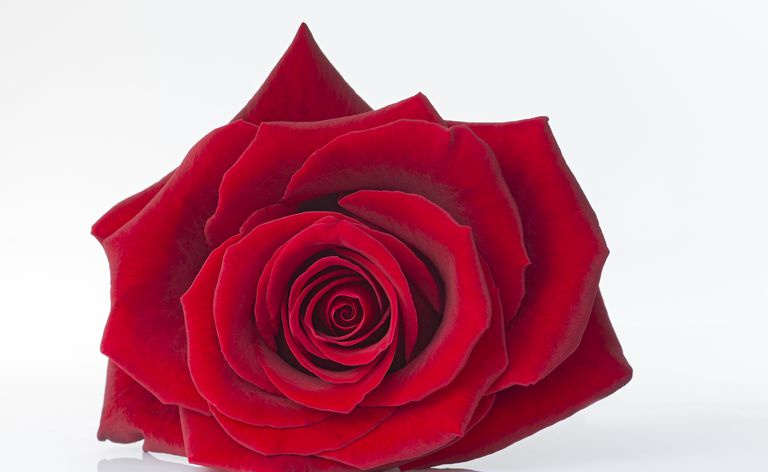En rød rose