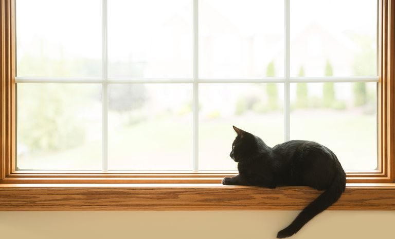 Chat noir assis sur le rebord de la fenêtre