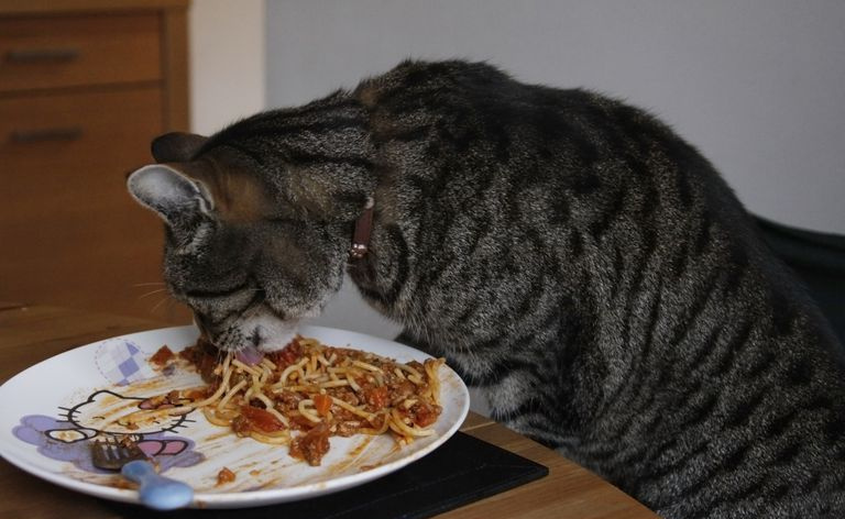 gato comendo espaguete