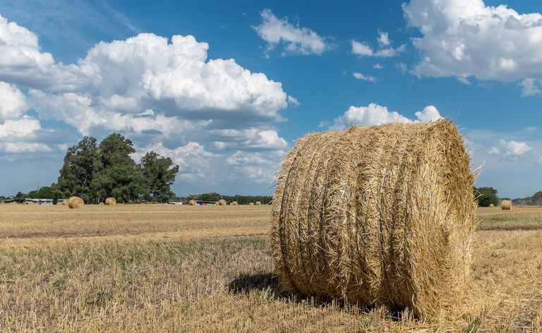 Balík sena na poli