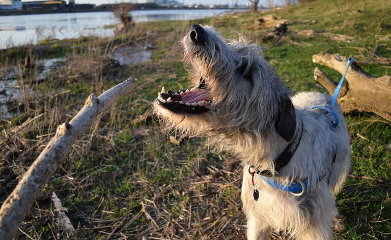 Un chien qui aboie