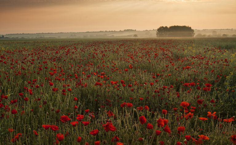 champ de coquelicots