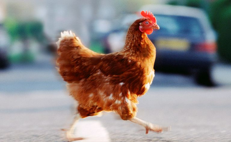 Un pollo cruzando una carretera.