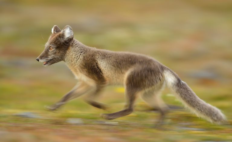 Una volpe corre in un ambiente naturale