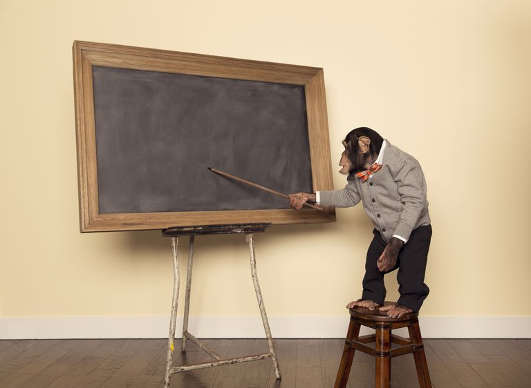 Professeur de chimpanzé au tableau