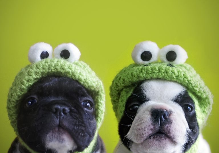 chiens en chapeaux de grenouille