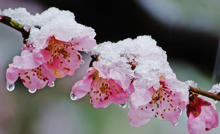 Schnee auf Baumblüten