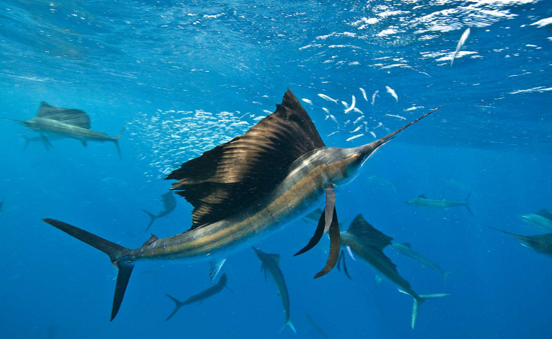 Podwodny widok grupy żaglic corralling sardine