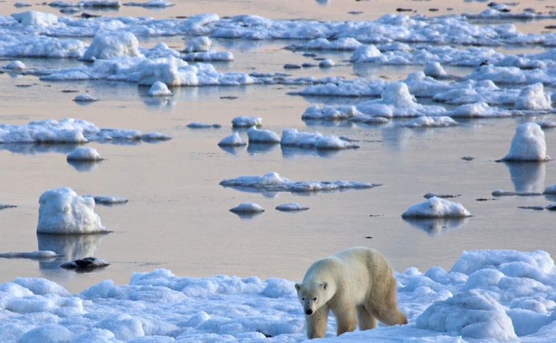 Niedźwiedź polarny na skraju Zatoki Hudsona