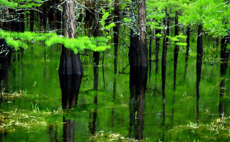 Marais de cyprès