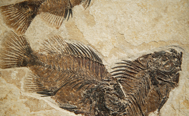 Pomnik narodowy Fossil Butte