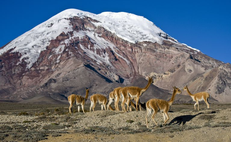 Chimborazo un vikunjas