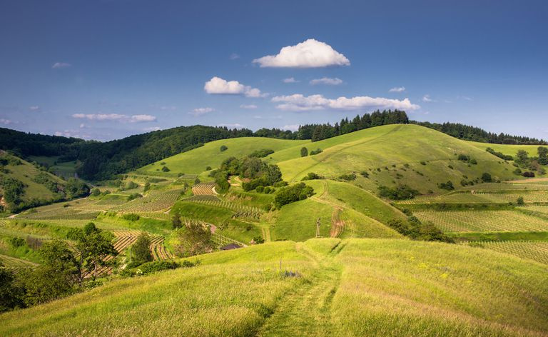Letni krajobraz Kaiserstuhl