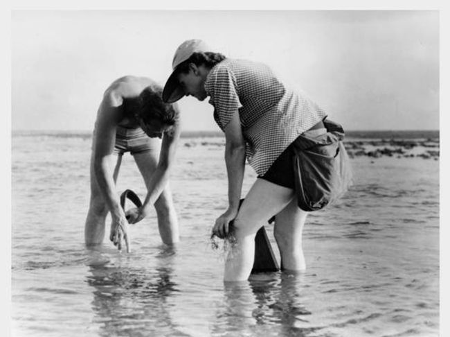 Rachel Carson und Bob Hines führen meeresbiologische Forschungen in Florida durch
