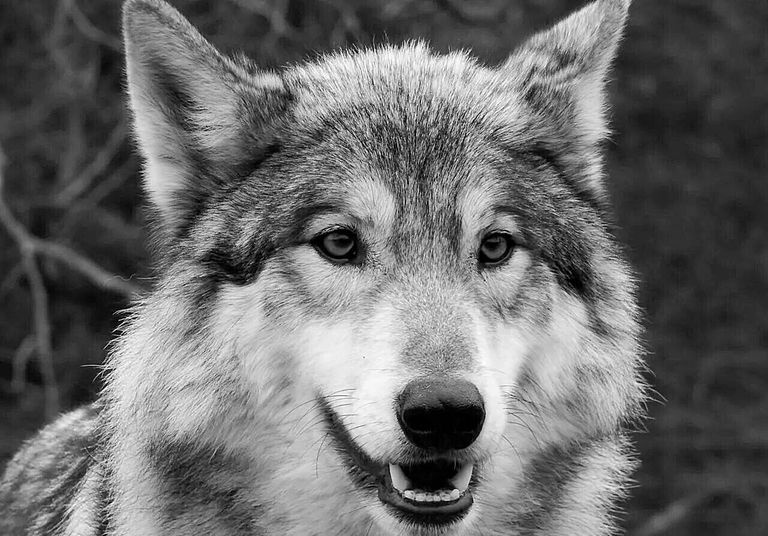 Loup