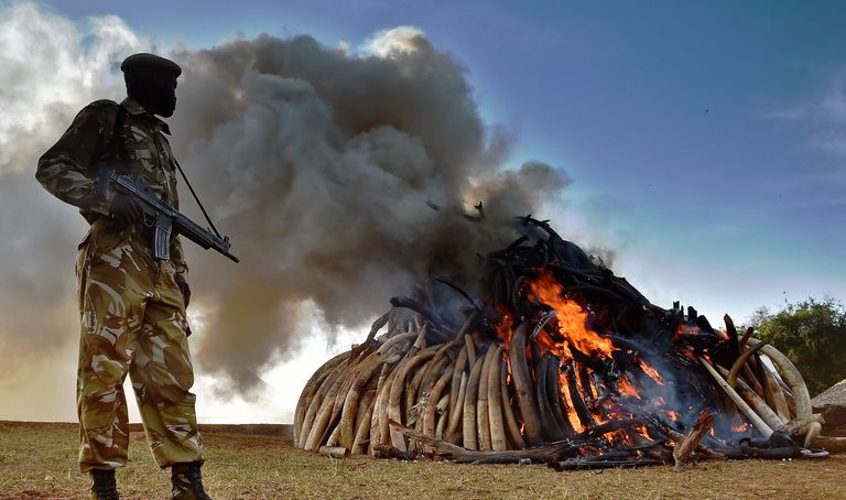 Um oficial do Kenya Wildlife Services (KWS) está perto de uma pilha em chamas de 15 toneladas de marfim de elefante