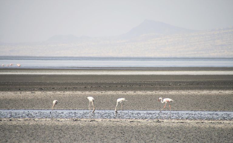Flamingos am Lake Natron