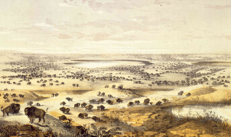 Około 1850: Stada żubrów w pobliżu jeziora Jessie w Północnej Dakocie.