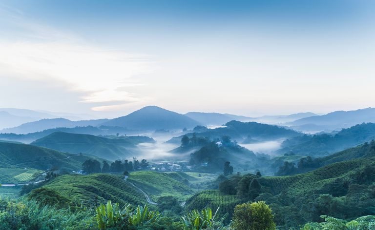 Teeplantage, Cameron Highlands, Malaysia