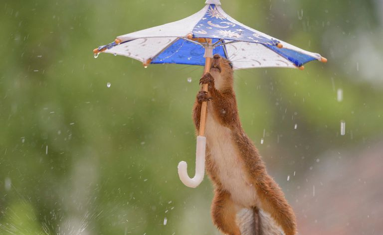 Czerwona wiewiórka trzyma miniaturowy parasol podczas ulewy.