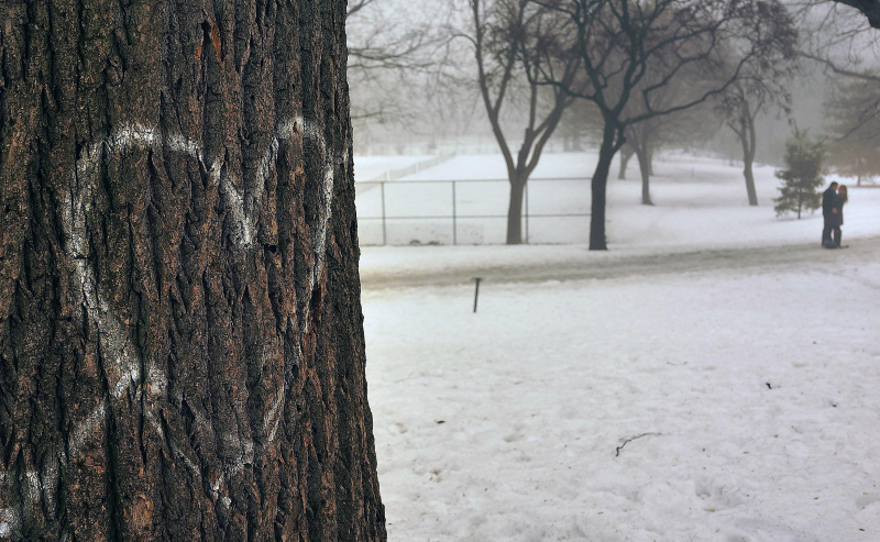 Un cuore scritto su un albero