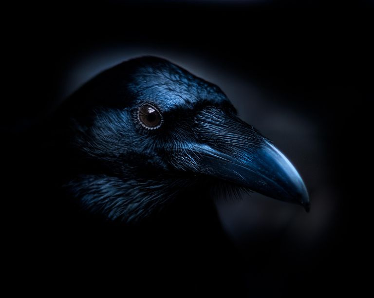 Il cognome Bertrand significa corvo luminoso.