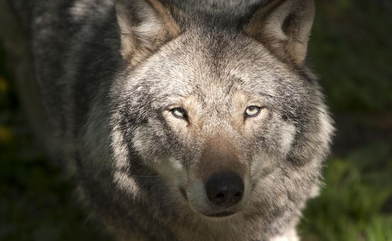 オオカミの姓は、オオカミを意味する単語に由来することが最も一般的です。