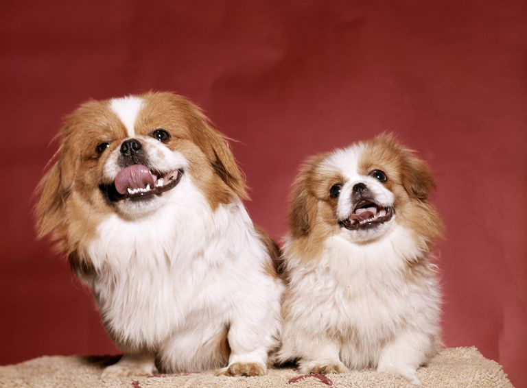 To Pekinese hunder