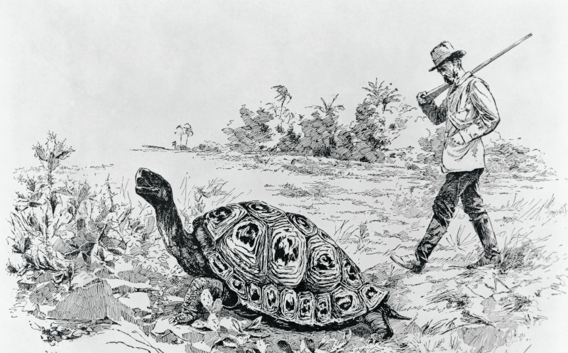 Darwin testet die Geschwindigkeit einer Elefantenschildkröte (Galapagos-Inseln) von Meredith Nugent