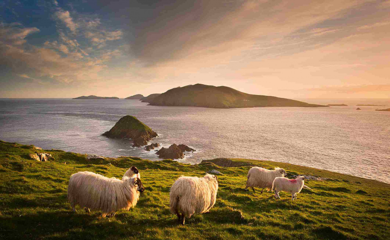 Pecore al pascolo su una collina, isole Blasket, nella contea di Kerry, Irlanda