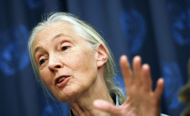 Jane Goodall
