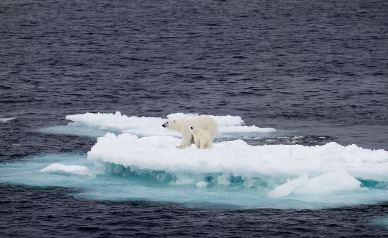 Samica niedźwiedzia polarnego i młode na małej krze