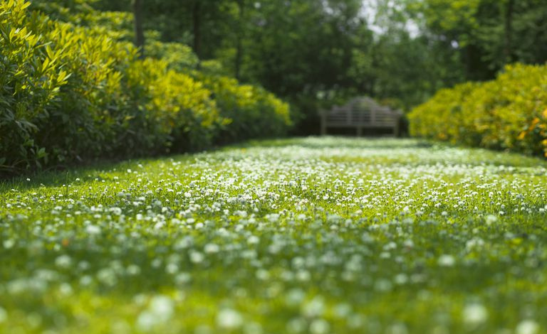 Trifoglio bianco (Trifolium) che si diffonde attraverso un viale erboso.