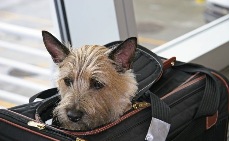 Cairn terrier asomándose de su bolso de mano
