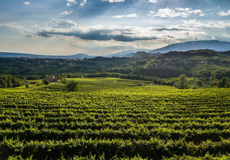 Vista do vinhedo italiano