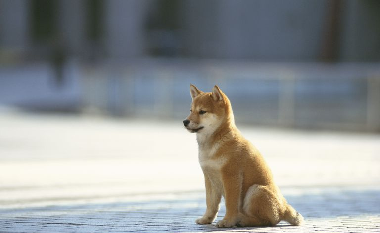Japońska rasa shiba inu siedzi spokojnie