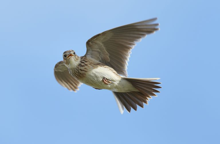 Cīruļa tēviņš (Alauda arvensis) lidojumā, dzied, Dānijas ferma, Lampeter, Ceredigion, Velsa, Lielbritānija,