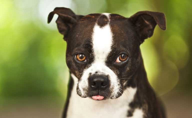perro boxeador
