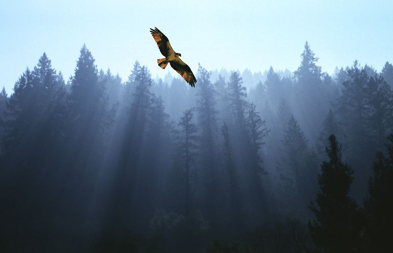 Águia-pesqueira voando acima de abetos com raios solares fluindo através da névoa