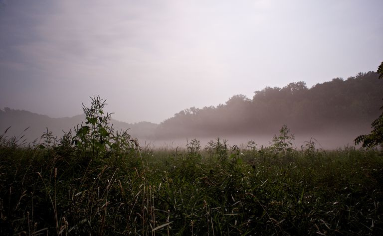 Niebla en la noche