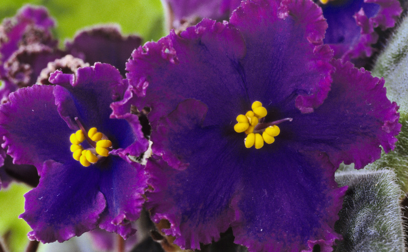 Violeta africana (Saintpaulia